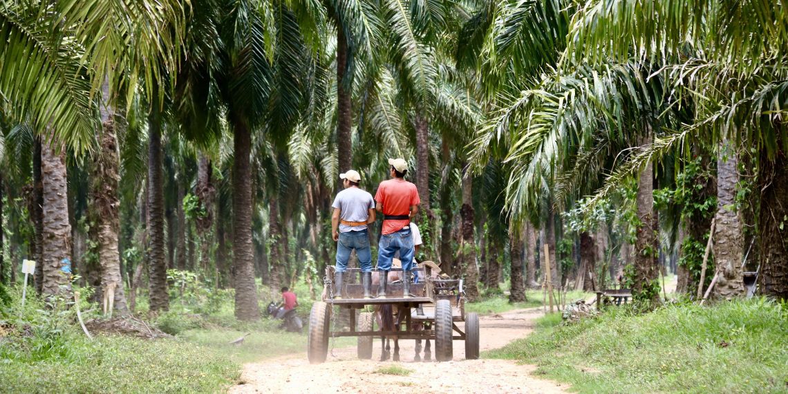 “No nos queremos ir”: campesinos resisten frente a grupos económicos de palma aceitera en Honduras