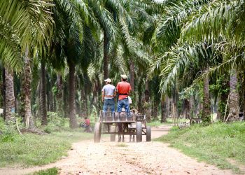 “No nos queremos ir”: campesinos resisten frente a grupos económicos de palma aceitera en Honduras