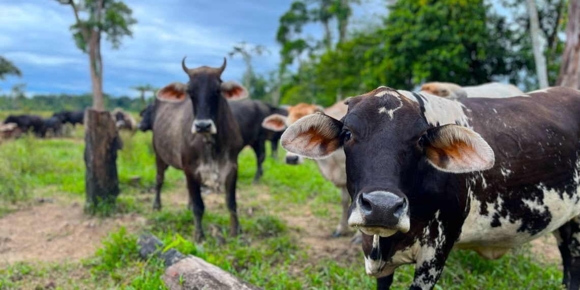 varias vacas pastan