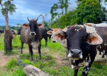 varias vacas pastan
