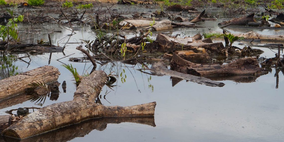 CRISTALES Y RÍO NEGROEl acaparamiento de tierras por el aceite de palma amenaza la existencia de una comunidad garífuna