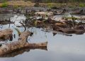 El acaparamiento de tierras por el aceite de palma amenaza la existencia de una comunidad garífuna